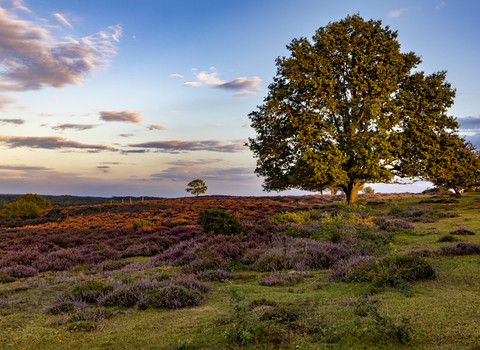 A large tree overlooking purple heather at Roydon Common