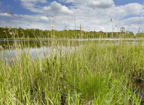 Green reeds and grasses beside a water broad