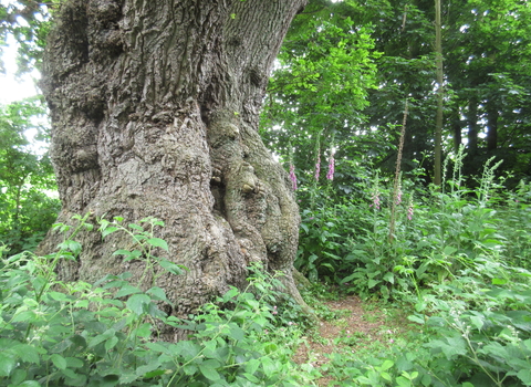 A huge old tree trunk in Pigneys Wood