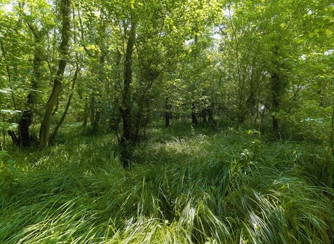 Long grass and green trees at Booton Common