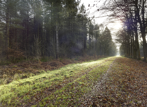 Brett's wood in January. It's foggy and a lot of the trees are bare, there are brown leaves on the ground.