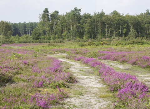 A path at Buxton Heath lined with pink heather