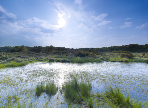 A pool of water with lots of green vegetation growing, under a sunny blue sky