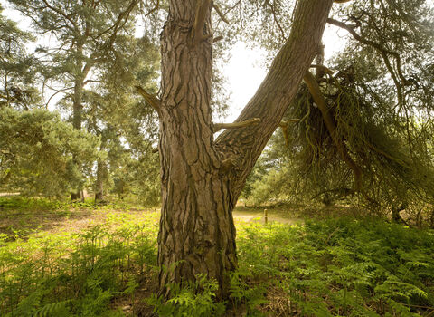 A scott's pine tree trunk in summer at East Wretham reserve