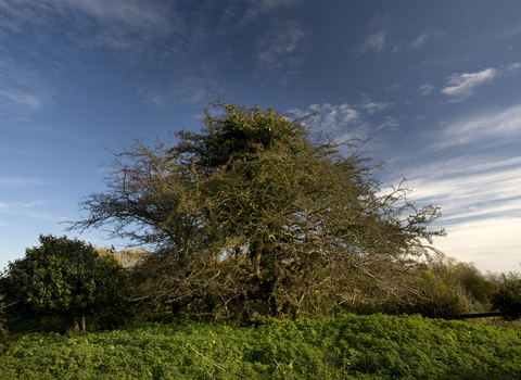 A large tree stands in a green field under a blue sky