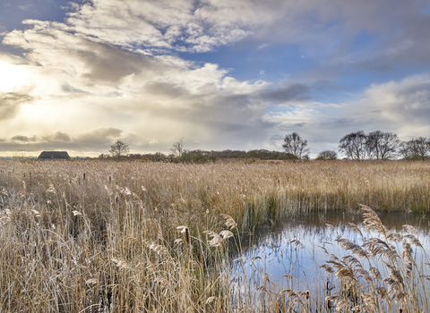 Blue cloudy skies, swaying reeds and water at Hickling.