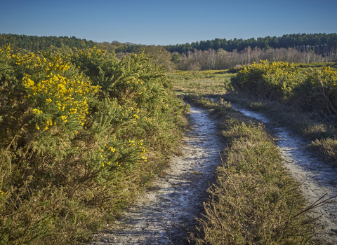 A path surrounded by yellow heathland at Holt Lowes