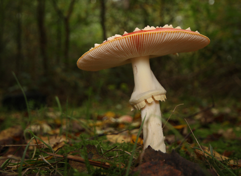 A fly agaric in a woodland