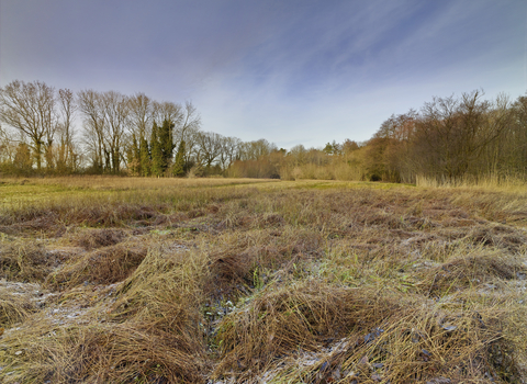 Grasses and trees at Lolly Moor