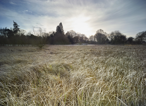 A grassy field at Rushmeadows