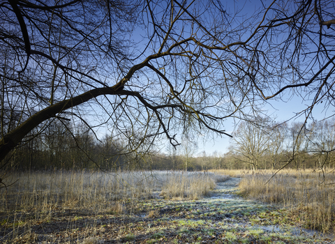 A frosty scene with a leafless tree in the foreground and icy grasses in the background