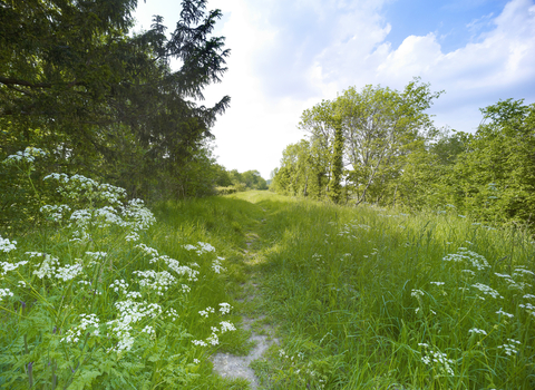 Cowslip, grass and trees along a path at Narborough Railway Line