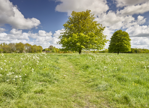 Large trees, green grass and plants at New Buckenham Common