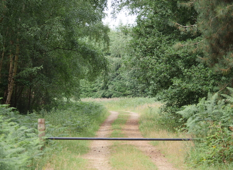 A path at Weeting through the woods