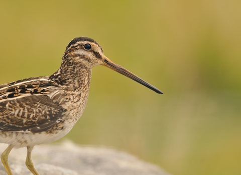 Close up image of a snipe. It has mottled brown feathers and a long thin bill. 
