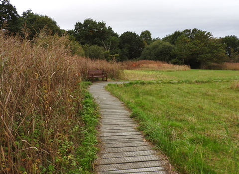 A wooden boardwalk alongside a wooden bench with reeds to the left and short grass on the right. 