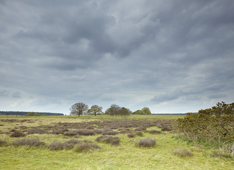 Moody cloudy skies, and a flat open reserve with grass and shrubs