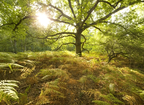 Trees and ferns in a woodland