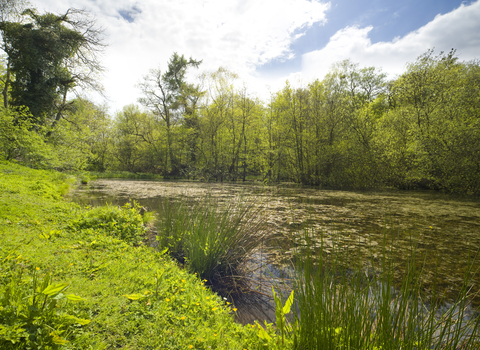 Lush green grass and trees overlooking a body of water with lots of water plants growing in it