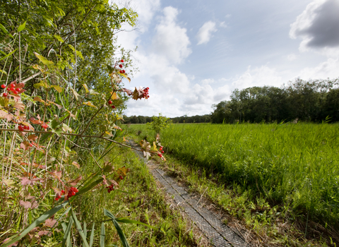 A path in a green field, with a bush full of flowers on the left