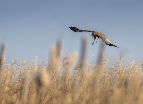 A marsh harrier hunting over a reedbed. 