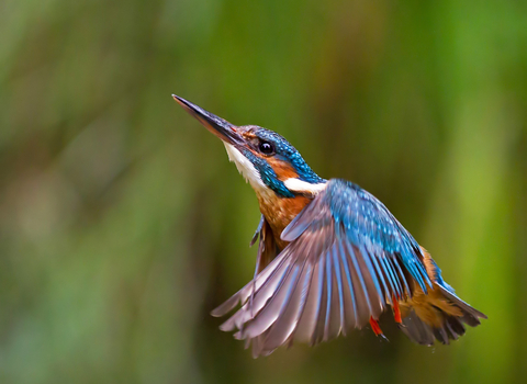 A kingfisher hovering close to the camera, looking upwards, in front of a blurred background