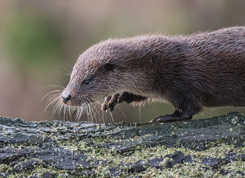 An otter walking along a fallen tree