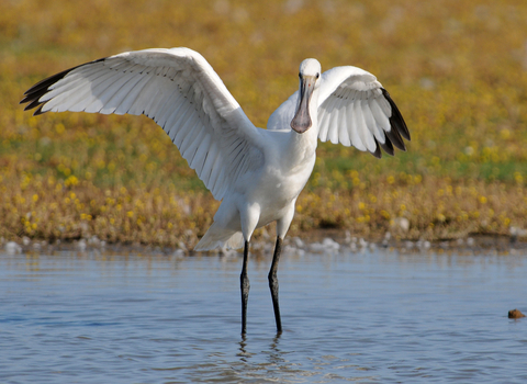 A spoonbill wit it's large white wings with black tips outstretched. It has a large flat bill and long black legs.