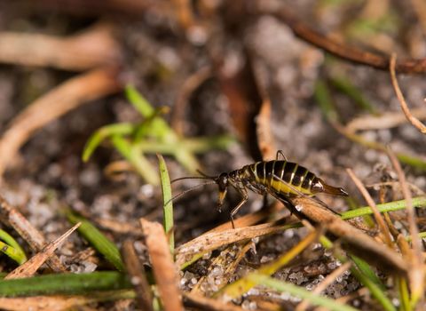 A female snow flea climbing over detritis on the ground