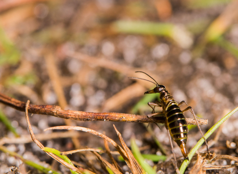 A snow flea on the floor, clambering over grass stems