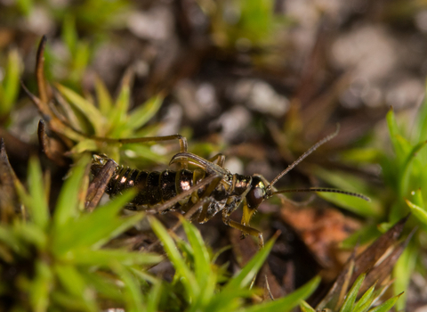 A male snow flea crawling through clumps of moss