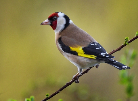 A goldfinch on a branch. It has a red and white face, brown body and black wings with a yellow stripe.