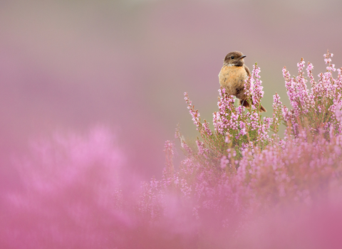 Stonechat wildlife trust