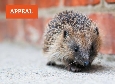 A small hedgehog wanders past a brick wall looking lost