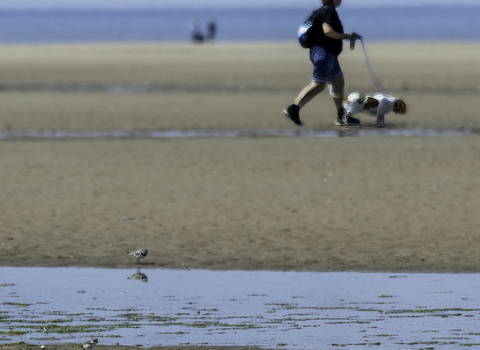 A little ringed plover on the beach at Holme with a dog walker in the background