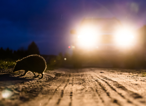 A hedgehog crossing a road at night with a car driving passed. 