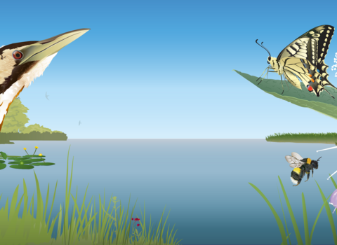 Illustrations of a bittern, swallowtail butterfly, buff-tailed bumblebee and swifts surround a idyllic wetland habitat