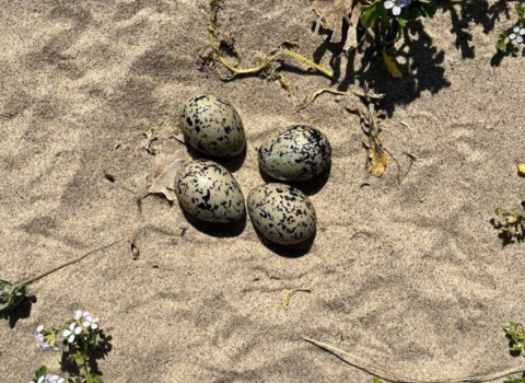 Four speckled eggs on the sand surrounded by pretty purple sea rocket. 
