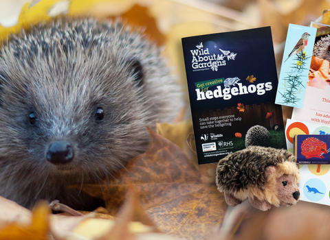 A hedghog is pictured alongside the contents of an adopt a hedgehog box - a hedgehog guide, hedgehog soft toy, stickers, seedballs, bookmark and certificate