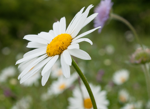 A field of oxeye daisies. They have white petals and a yellow centre.