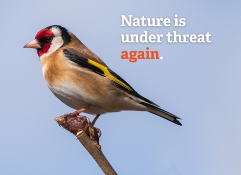 A goldfinch against a blue sky with overlayed text, 'nature is under threat again'.