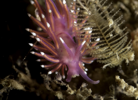 A bright pink seal slug that has long spines with white tips. 