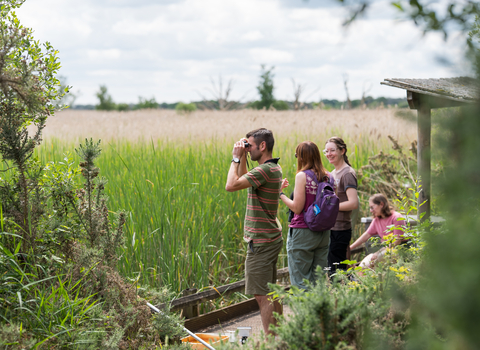 Using binoculars, a person gazes across a reedbed at Hickling Marsh nature reserve