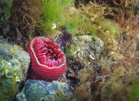 A bright pink dhalia anemone on a reef in Norfolk. 