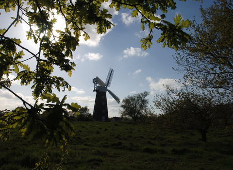 Peering through leafy branches on a sunny day, there is the silhouette of a windmill. 
