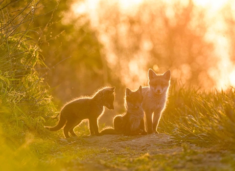 three fox cubs standing on a path