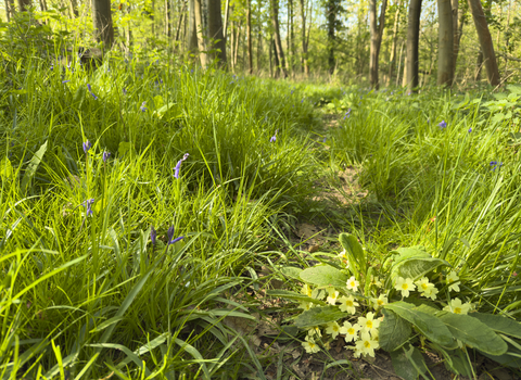 The lush green undergrowth of a woodland.