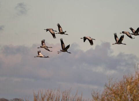 a flock of cranes flying