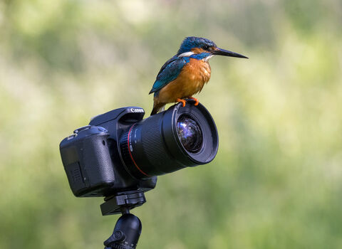 a kingfisher sitting on a camera