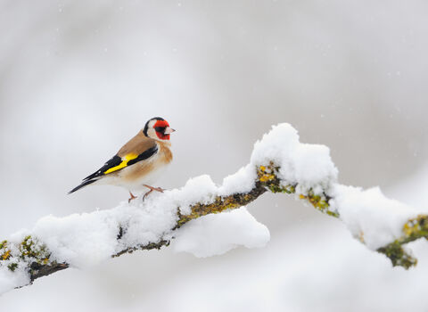 A goldfinch perches on a snowy branch